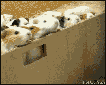 Guinea_pig_flood.gif