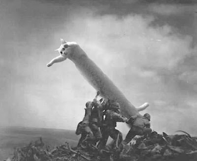 long_cat_013.jpg