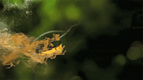 tumblr_mqctdgc6OL1qghwxto1_500.gif