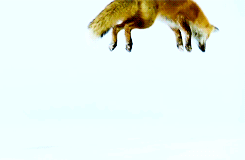 tumblr_msvndpxFAo1sh9h80o2_250.gif