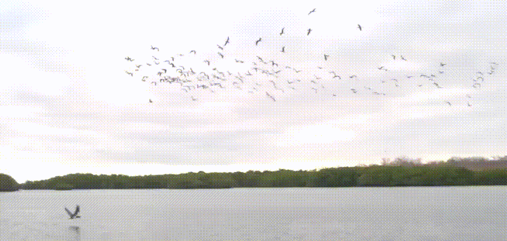 yye8zprctpyz.gif