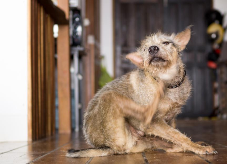 www.petmd.com