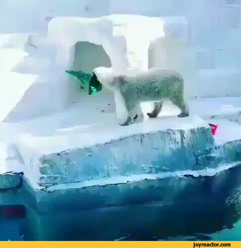 gif-bear-helmet-4496217.gif