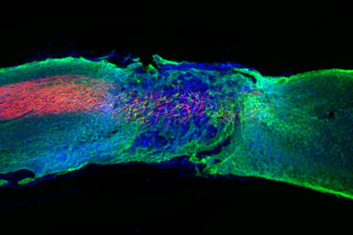 www.newscientist.com