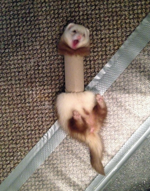 tumblr_n1m12kHKw21qewacoo1_500.jpg