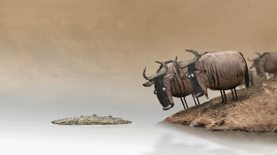 Wildebeest.gif