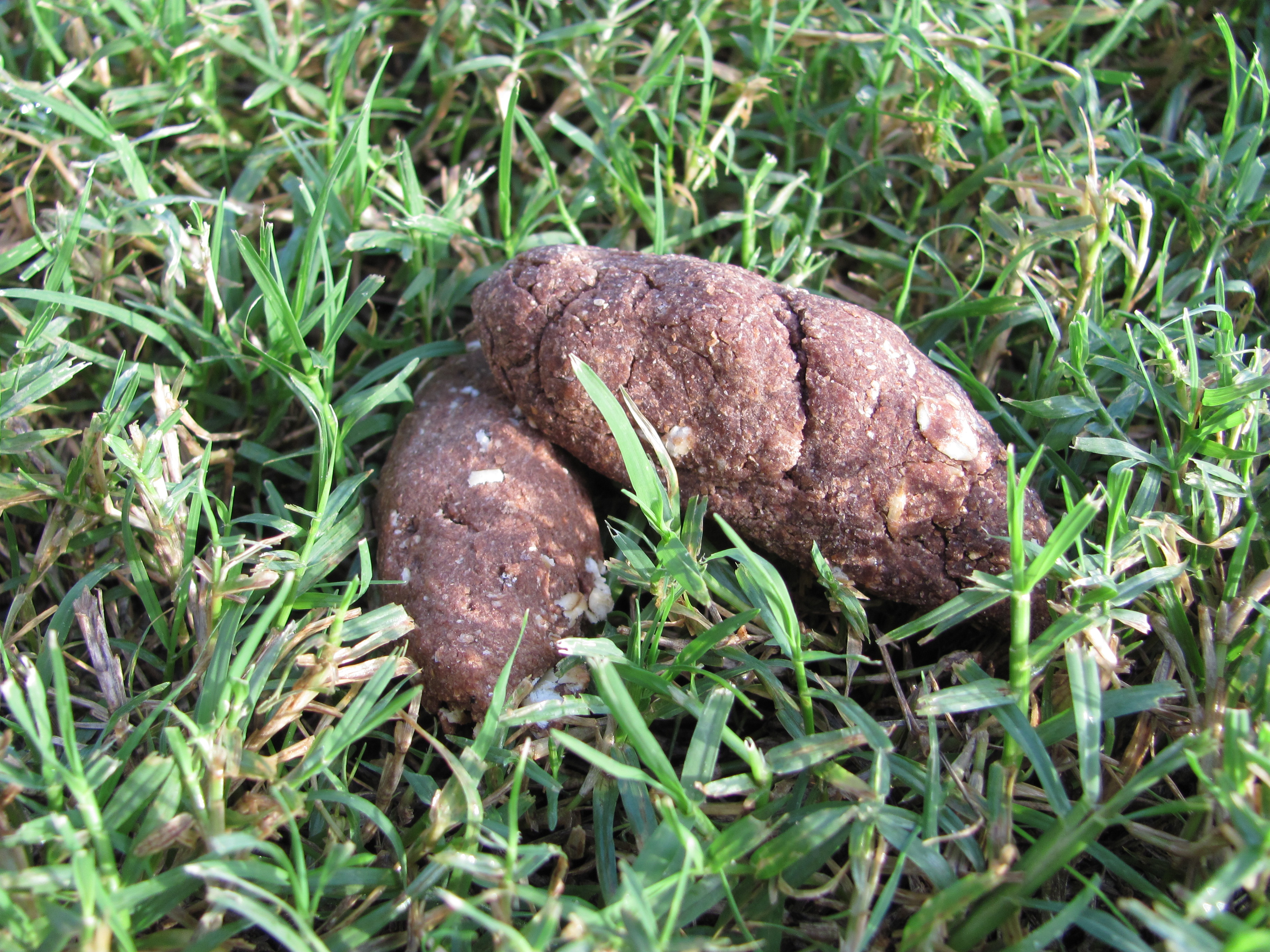 Peanut-Butter-Carob-Piles.jpg
