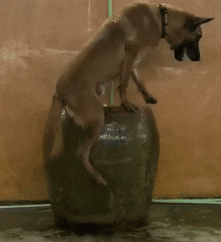 Freedomring801.gif