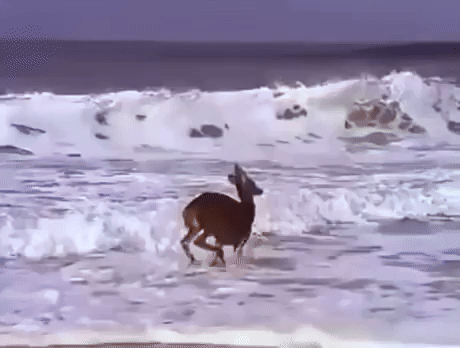 OldGlory5481.gif