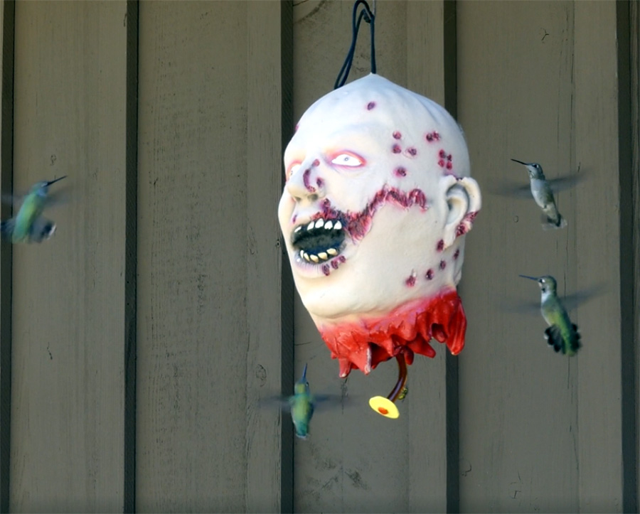 Shrunken-head-hummingbird-feeder.jpg
