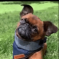 Dog GIF