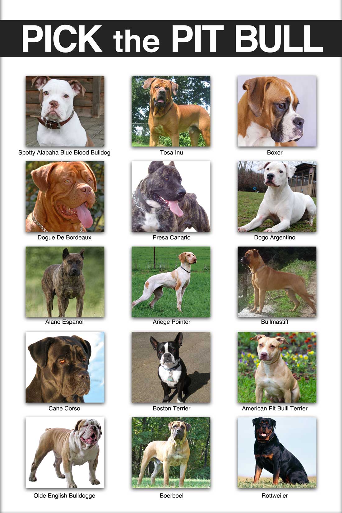 pick-the-pitbull-poster-key.jpg