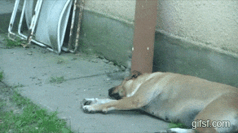 344rzjfc0y0z.gif