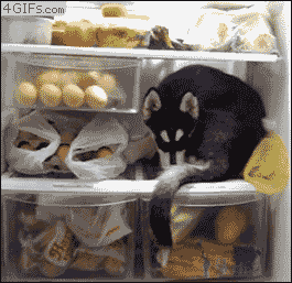 Husky-puppy-refrigerator.gif