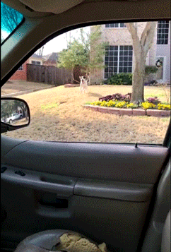 Dog-jumps-into-camera-through-car-window.gif