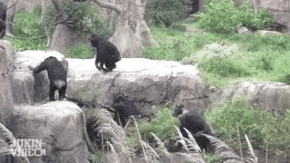 tumblr_pr2arjDCoL1vu50h3_540.gif