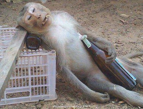 funny-drunk-monkey.jpg