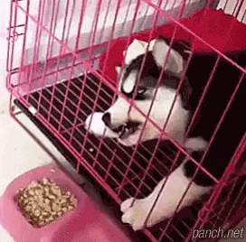 0g7t5ysdac8z.gif