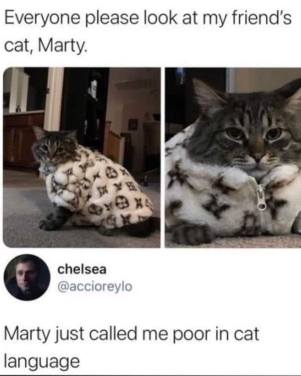 please-look-at-my-friends-cat-marty-yx-chelsea-accioreylo-marty-just-called-poor-cat-language.jpg