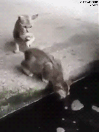 tumblr_ndltuy4LXD1s02vreo1_400.gif