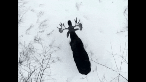 Eggsellent8354.gif