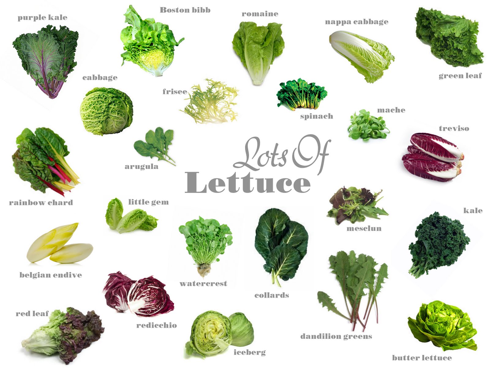 Lettuce.jpg