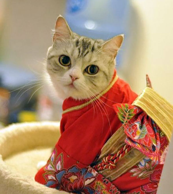 cat-kimonos-japan-20__605.jpg