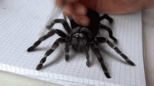 tumblr_nvvu4p1GLJ1qlrxcho4_500.gif
