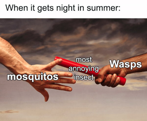 packaged-goods-gets-night-summer-mosquitos-most-annoying-insect-wasps.jpg