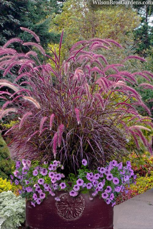 www.wilsonbrosgardens.com