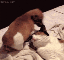 sexo face sitting GIF