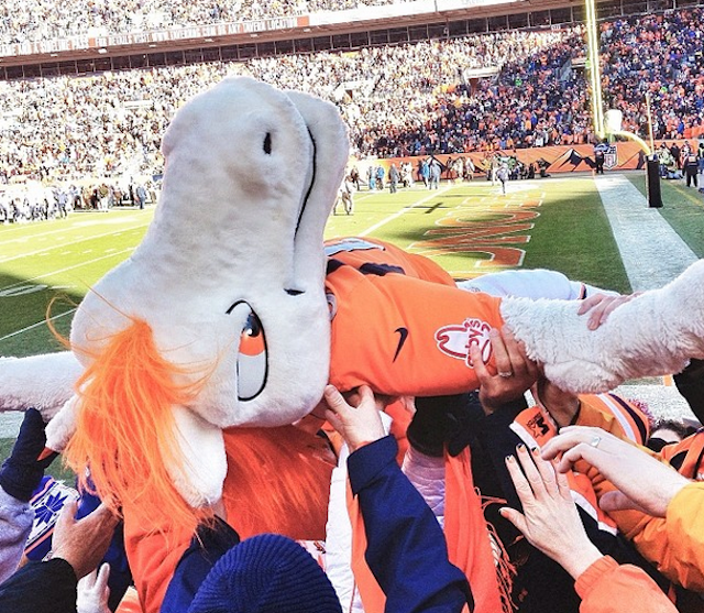 Broncos-mascot.crowdsurfing.557.png