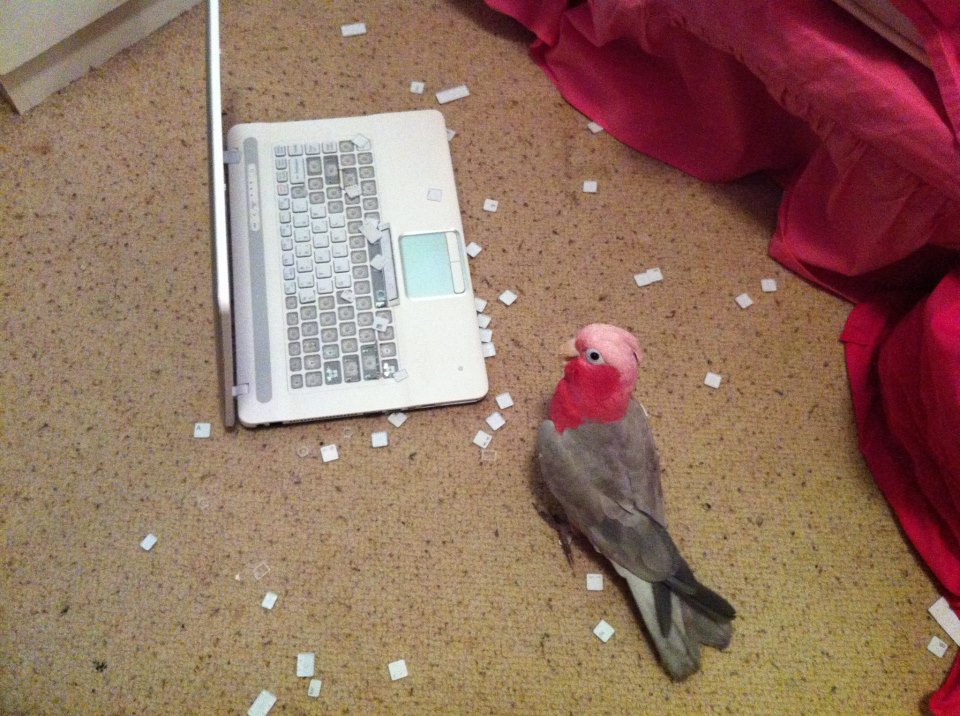 wild-bird-destroys-laptop-keyboard-13543573164.jpg