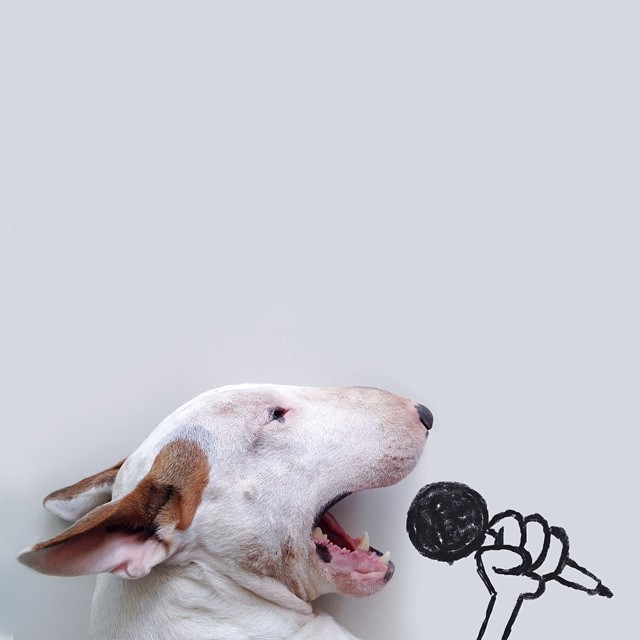 jimmy-choo-bull-terrier-illustrations-rafael-mantesso-1.jpg