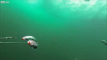 Mako shark shows off its chompers (GIF). | Shark show, Friendly shark,  Ocean mammal
