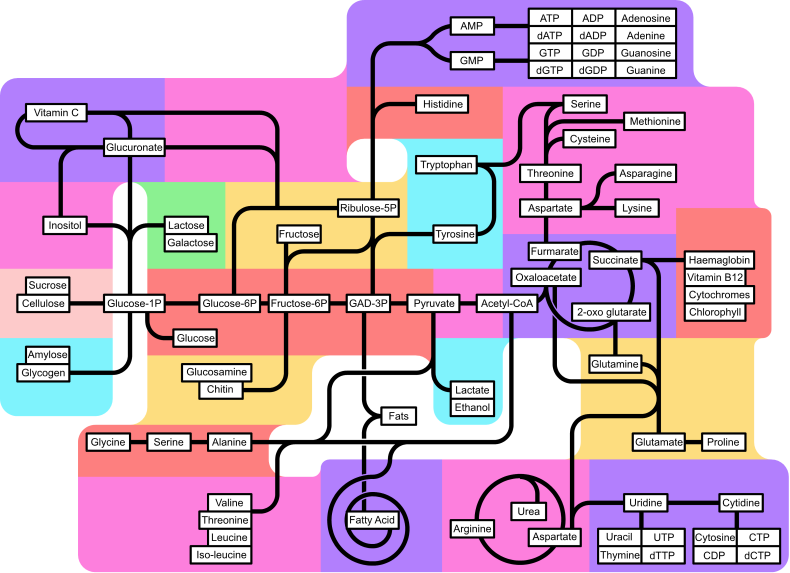 Metabolism_790px_partly_labeled.png