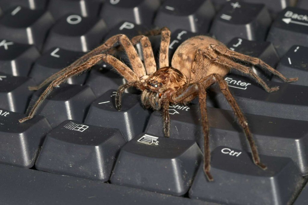 Heteropoda_ZZ279_F2657.jpg