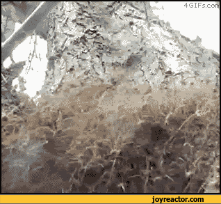 gif-spider-nope-869718.gif