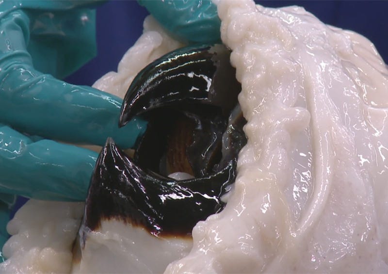 colossal-squid-beak.jpg