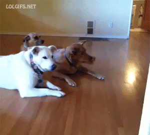 dog-rides-roomba.gif