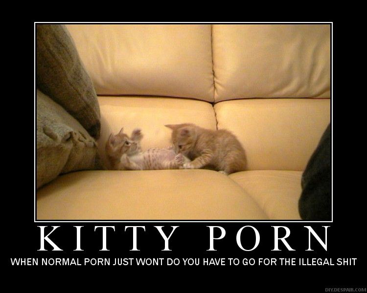 kitty porn.jpg