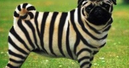 zebra+pug+1.jpg