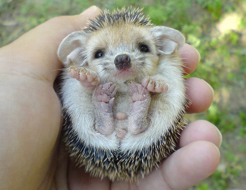 baby-hedgehog.png
