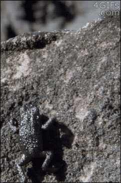 tumblr_mhfnzrWJdu1qdlh1io1_250.gif