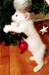 tumblr_mwtazpxEM21t34oz6o2_250.gif