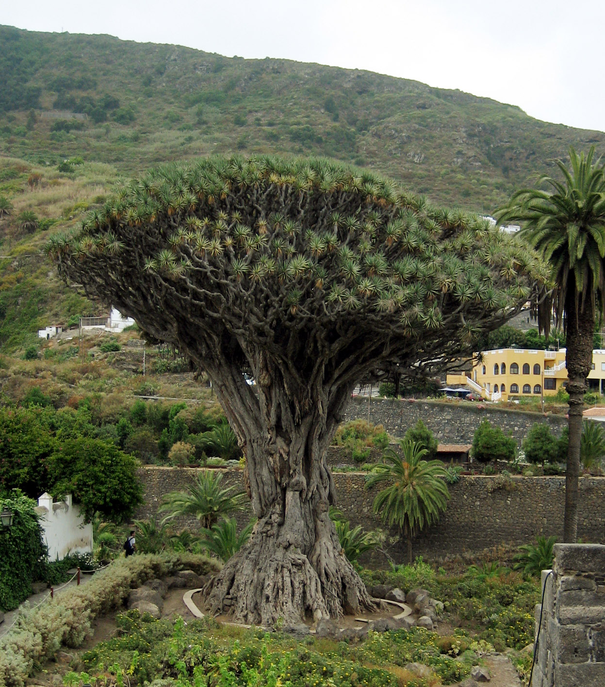 Dracaena_draco.jpg