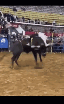 lanzado-rodeo.gif