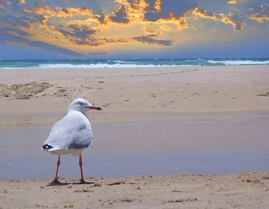seagulls.jpg