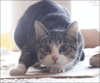 781081484633343049.gif