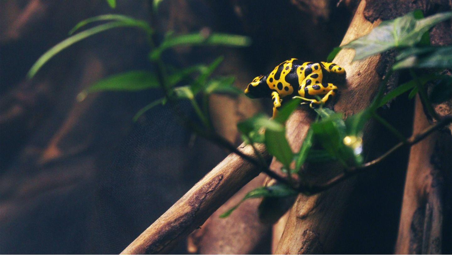 www.rainforest-alliance.org